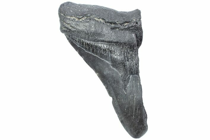 Partial Megalodon Tooth - South Carolina #226530